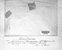 Melampsora hypericorum image